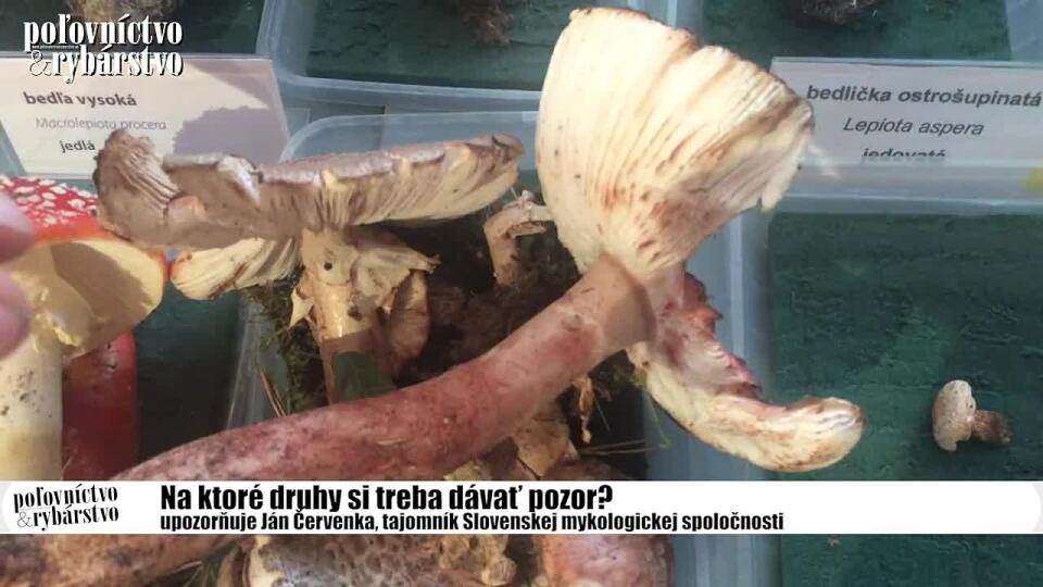 Zberáte huby? Ktorým druhom sa radšej vyhnúť, radí Ján Červenka
