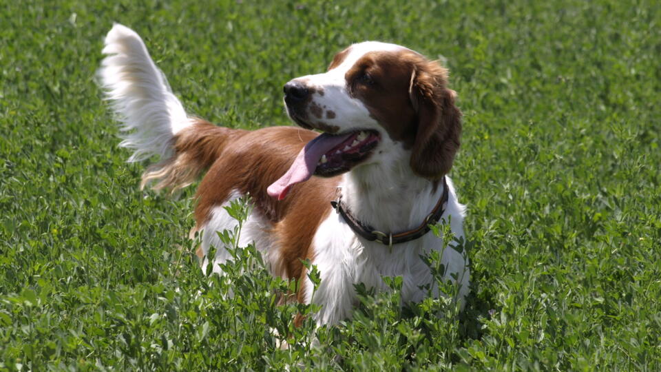 Welsh Springer Spaniel
