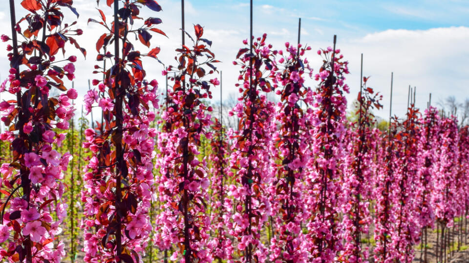 Rows,Of,Young,Columnar,Crabapple,Trees,Aka,Whips,In,Bloom