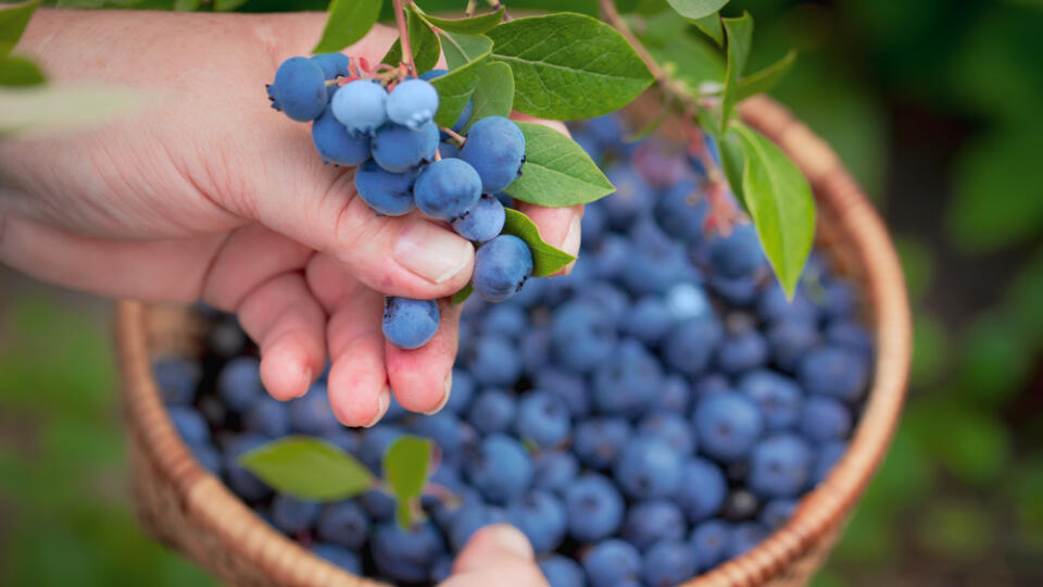 Čučoriedky sú jednoducho vynikajúce. Majú antokyány, antioxidanty, ktoré pomáhajú krvným cievam. Tieto antioxidanty dodávajú bobuliam tmavomodrú farbu. Čučoriedky majú tiež vlákninu a viac ako hrsť ďalších skvelých živín. Pridajte čerstvé alebo sušené čučoriedky do cereálií, palaciniek alebo jogurtu.