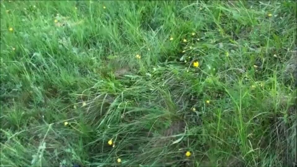 VIDEO Srnča v tráve a perfektne vycvičený farbiar, ktorý sa srnčaťa nedotkol ani mu neublížil!