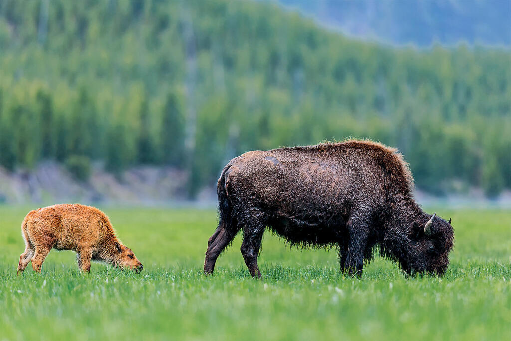 V Yellowstone sme videli množstvo bizónic s mláďatmi.