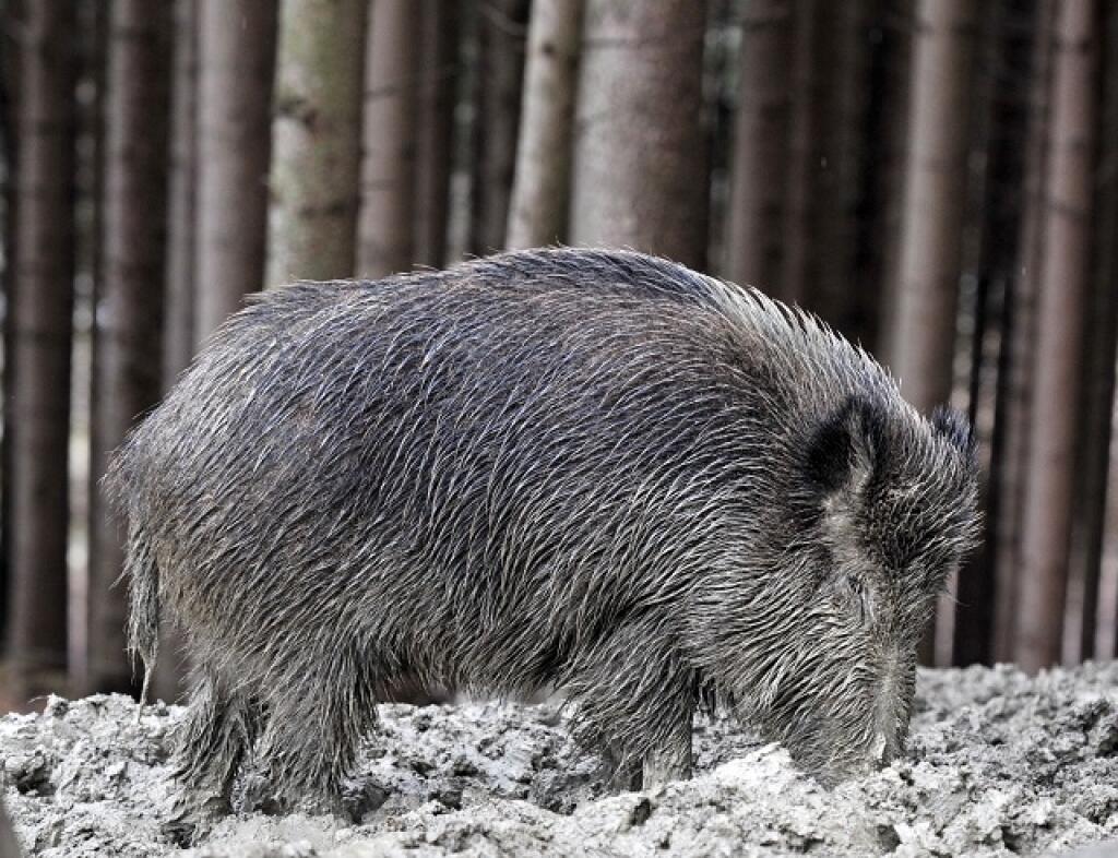 Diviaky strácajú svoju plachos. Potvrdi to môžu obyvatelia mnohých dedín a miest na Slovensku, kde poh¾ad na diviaka, snoriaceho po potrave, nie je nièím nezvyèajným. Na snímke diviak lesný v lesoch Malej Fatry. FOTO TASR - Pavol Ïurèo