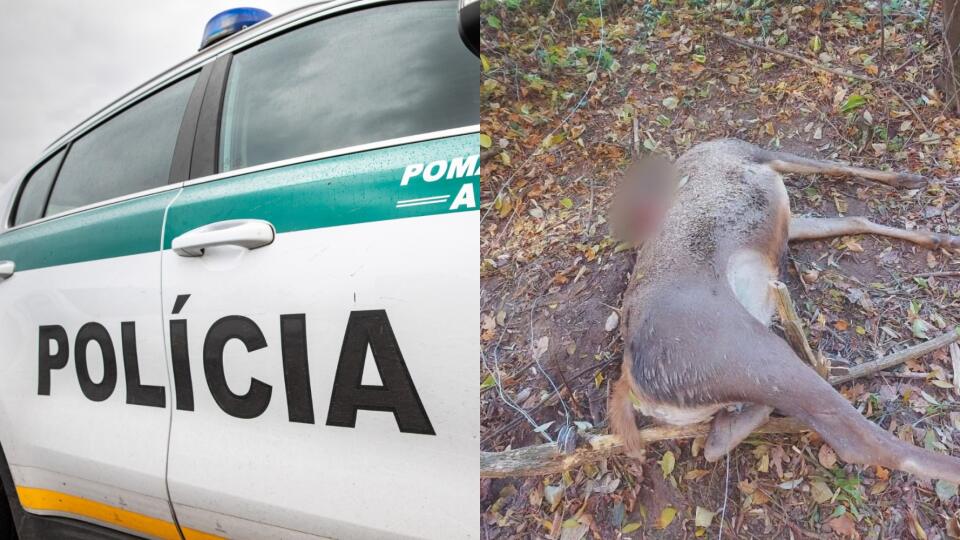 V Banskobystrickom kraji objavili ďalšieho jeleňa s odrezanou hlavou
