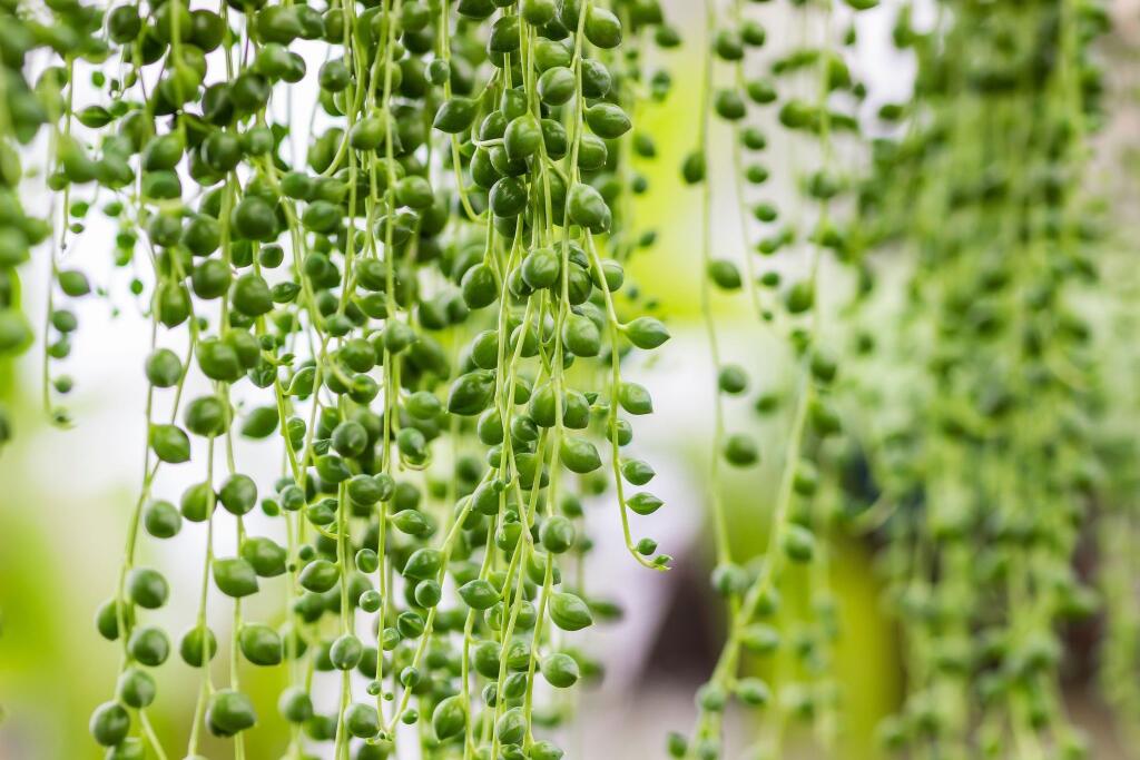 Senecio rowleyanus obľubuje suchý vzduch a slnečné stanovište