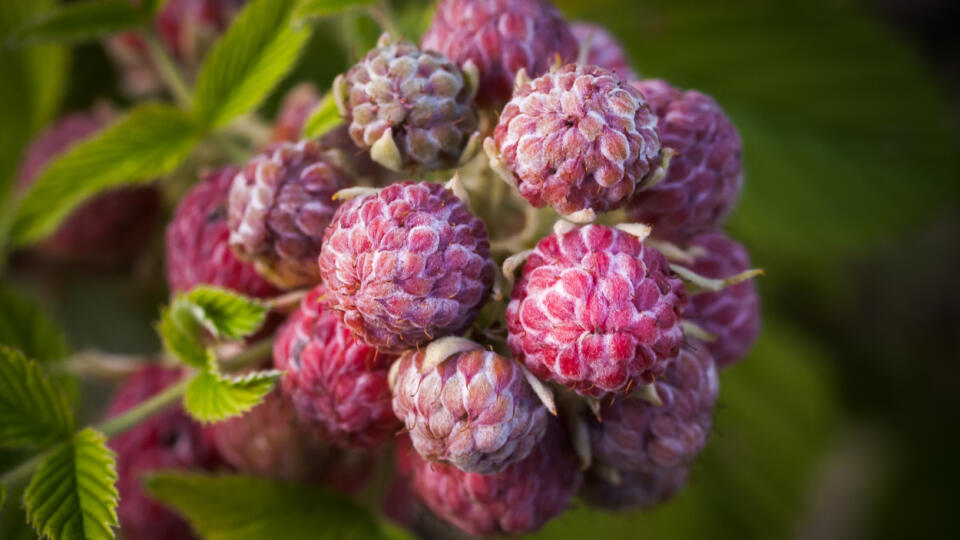 Rubus niveus