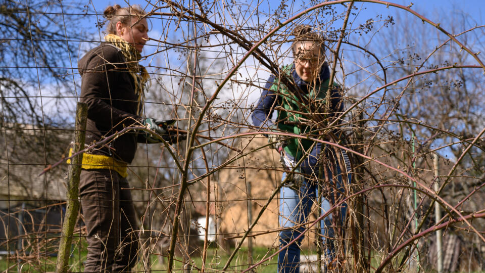 Na snímke jarné strihanie černíc v Mládzove, okres Poltár 26. marca 2023. FOTO TASR – Henrich Mišovič
