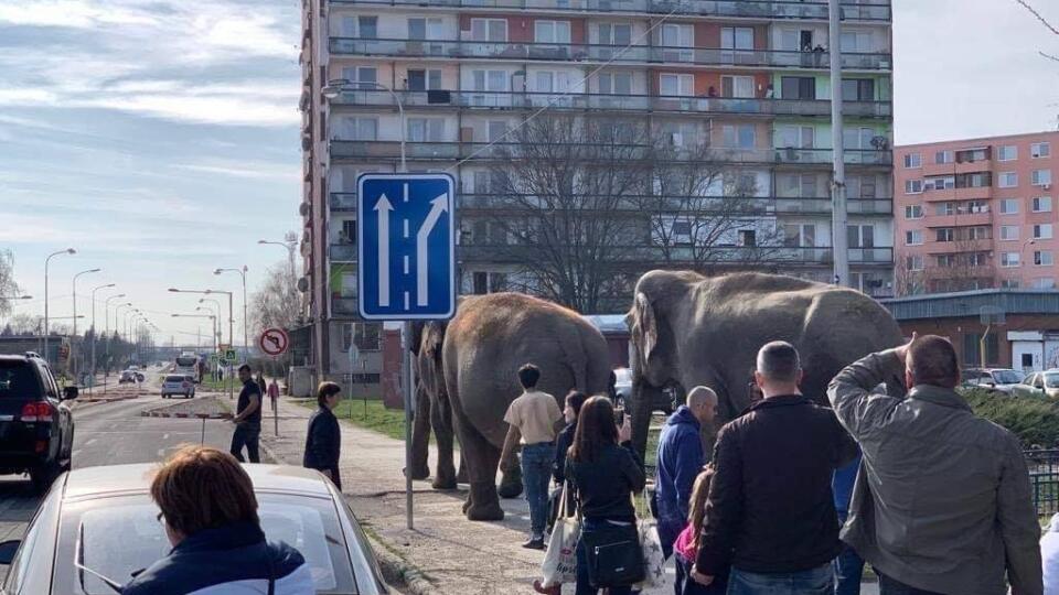 V Leviciach dnes prechádzali cez mesto slony.