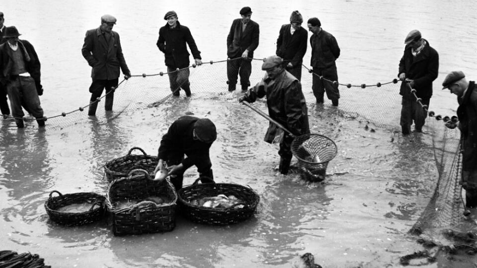 1949: Zábery z výlovu tržných a násadových kaprov z rybníka vo Dvorníkoch.