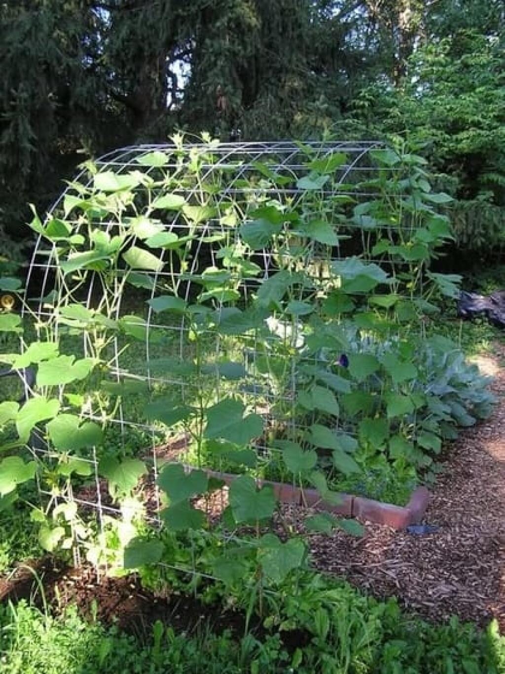 Cucumber Trellis