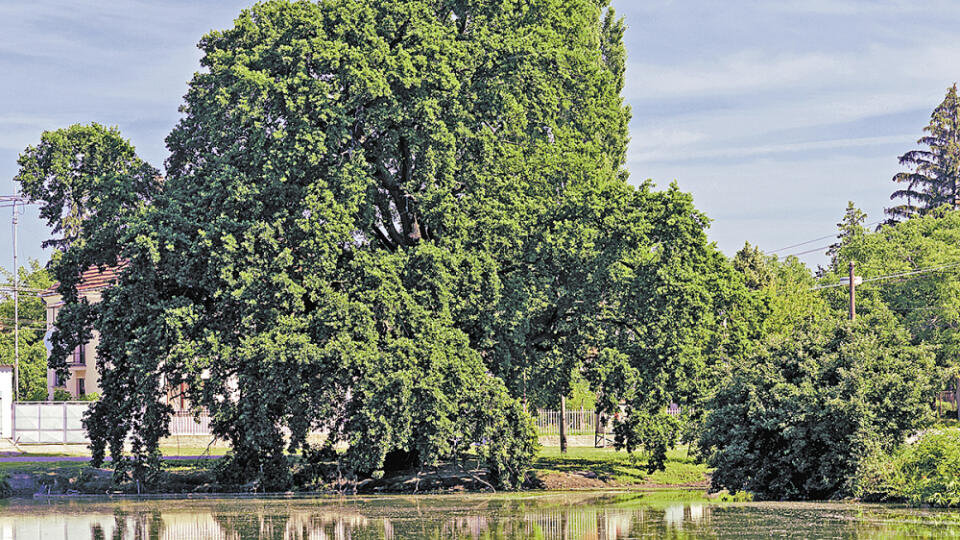 Dub močiarny, 130 rokov, obvod kmeňa 330 cm, výška 25 m. Strom roka 2008 – 5. miesto. S dedinkou Martovce pri Komárne sa vždy spájala voda a močiare, v ktorých rastie aj dub močiarny. S miestnym múzeom, bocianími hniezdami či so zachovanou ľudovou architektúrou je takisto symbolom obce.