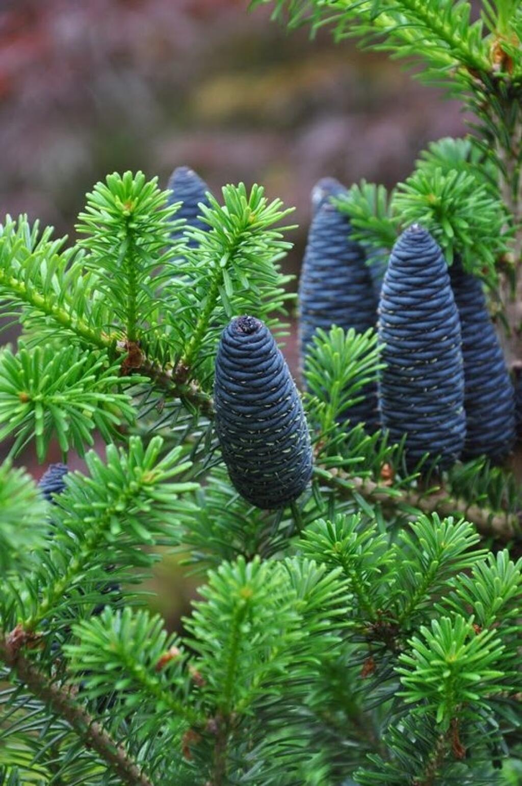 Как выглядят шишки пихты. Ель Abies Koreana. Пихта Нордмана шишки. Abies Koreana Lippetal'. Пихта Сибирская стробилы.