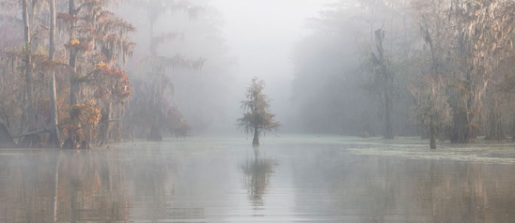 2018 Medzinárodná krajinná fotografia roka 3. miesto, Atchafalaya Basin, Louisiana, Usa, Roberto Marchegiani