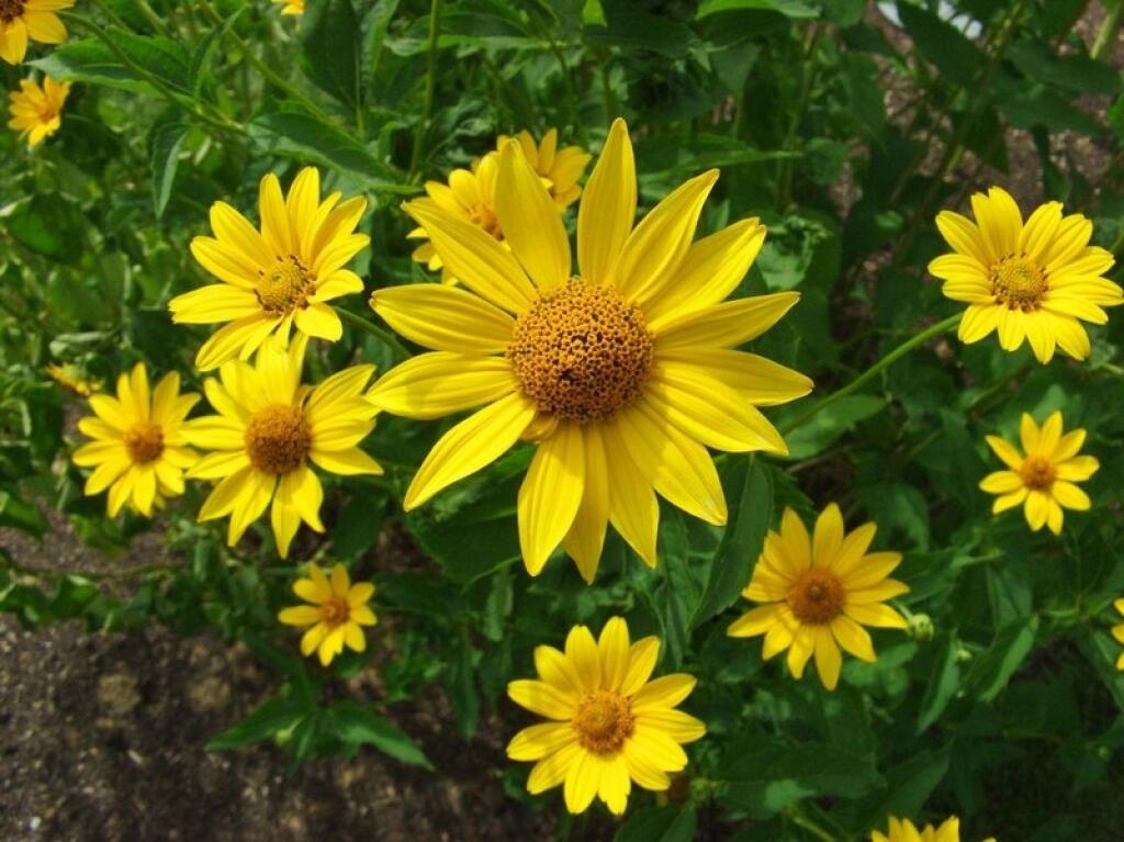 Slnečnica ročná (Helianthus annuus)