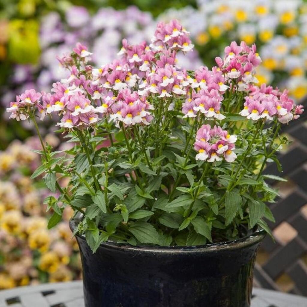 Nemézia (Nemesia)