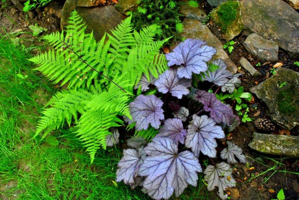 Heuchera 2