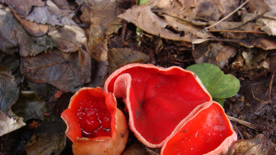 Ohnivec šarlátový (Sarcoscypha coccinea)