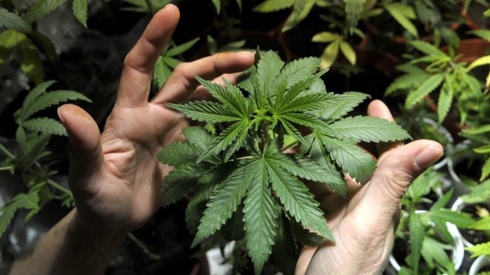 Uruguay Marijuana